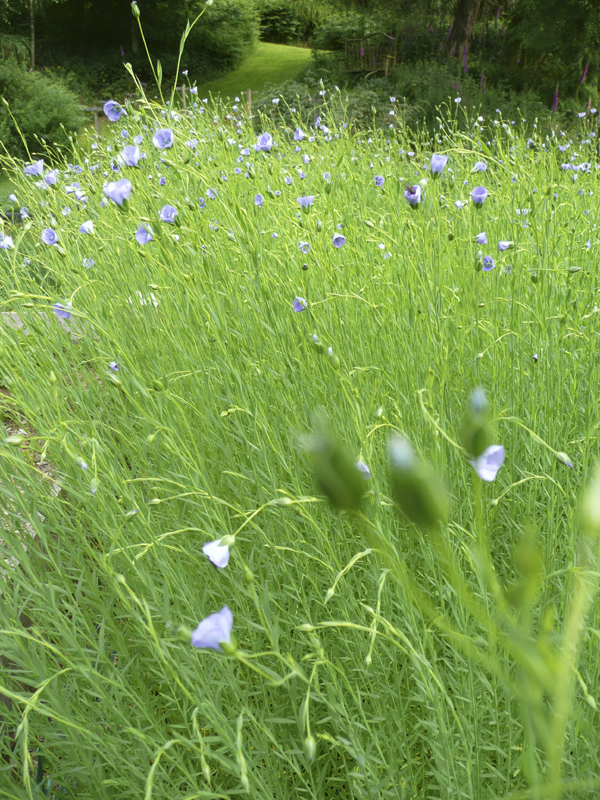 Bed of flax plants in flower