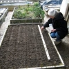 Sowing flax seed