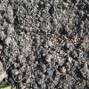 Flax seeds in the ground