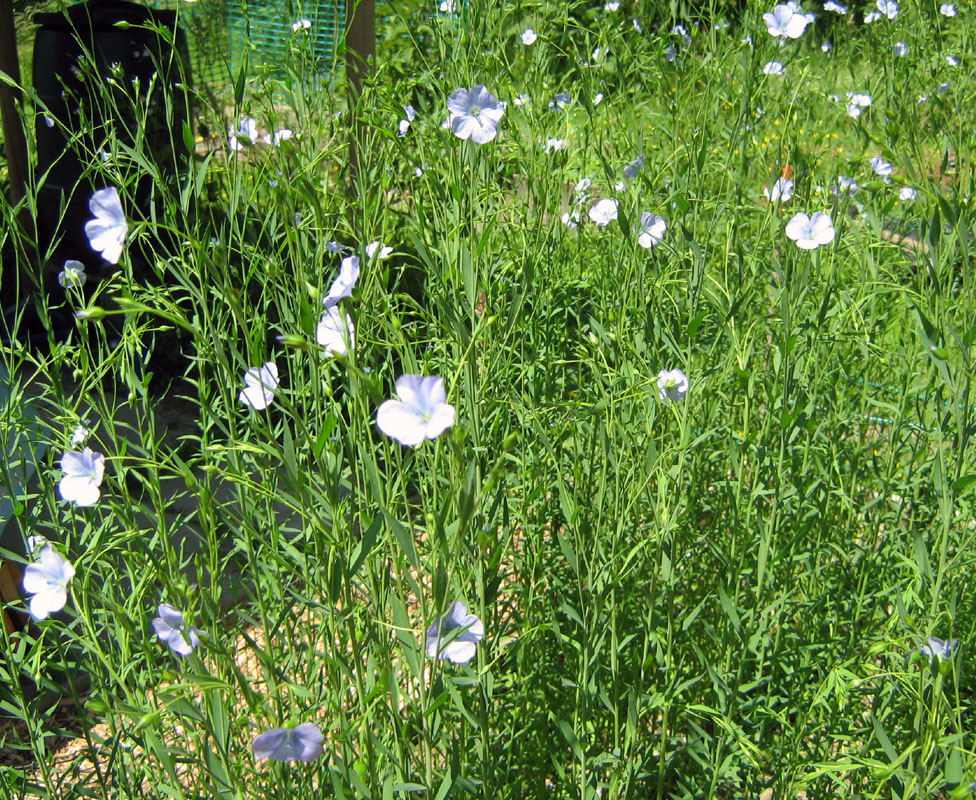 Flax in flower