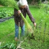 Pulling the flax plants