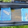 Pond retting flax